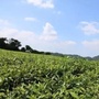 上海市宝山区宝山茶业
