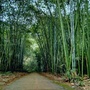 丹棱县竹林寺