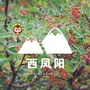 安徽省凤阳微信公众号