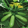 甘肃省高台蔬菜（未得灿烂by高台树色）