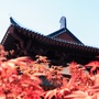 河北省故城客