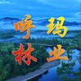 呼玛林业