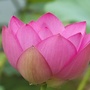 江西省莲花家族微信公众号