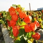 黑龙江林口县镇北山野菜种植专业合作社微信公众号