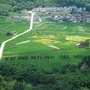 云南省禄丰乡村振兴-陆丰乡村振兴示范带擂台赛第五季