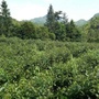 广东省陆河县金春茗种植专业合作社
