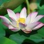 路桥区螺洋街道莲花社区