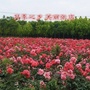 河南省鲁山县张店乡