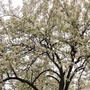 四川省彭州市梨花村青年
