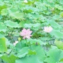 四川省蒲江县藕塘村青年