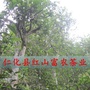 广东省仁化县红山富农茶业