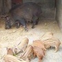 贵州省天柱县博达养殖场