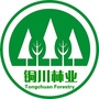 铜川林业