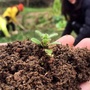 重庆市巫山脆李种植技术（巫山脆李种植技术抖音视频）
