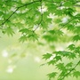 镶黄旗便民服务平台