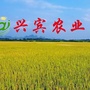 广西省兴宾农业微信公众号