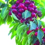 山东省沂水县圣母山土特产