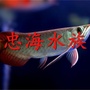重庆市忠海水族微信公众号